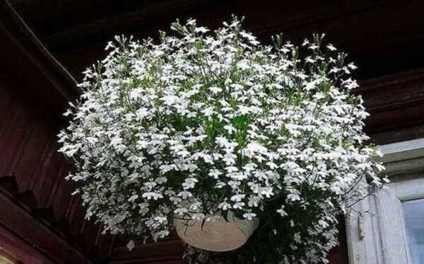 Fresh 100 Seeds Lobelia White Trailing Flower Ground Cover & Hanging Basket Plant Garden
