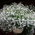 Fresh 100 Seeds Lobelia White Trailing Flower Ground Cover & Hanging Basket Plant Garden