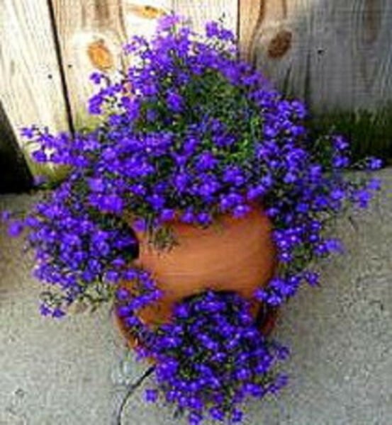 Fresh 100 Seeds Lobelia Purple Trailing Flower Ground Cover & Hanging Basket Garden