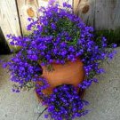 Fresh 100 Seeds Lobelia Purple Trailing Flower Ground Cover & Hanging Basket Garden