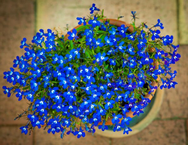 Fresh 100 Seeds Lobelia Blue Trailing Flower Ground Cover & Hanging Basket Floral Garden