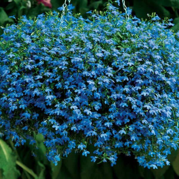 Fresh 100 Seeds Lobelia Sapphire Trailing Flower Blue Ground Cover & Hanging Basket Garden
