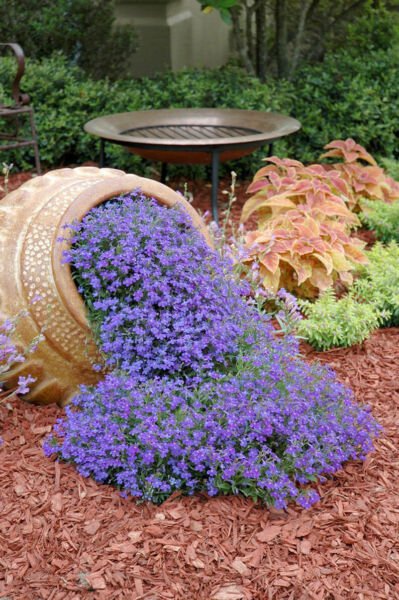 Fresh 100 Seeds Blue Purple Lobelia Trailing Flower Ground Cover & Hanging Garden