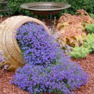 Fresh 100 Seeds Blue Purple Lobelia Trailing Flower Ground Cover & Hanging Garden