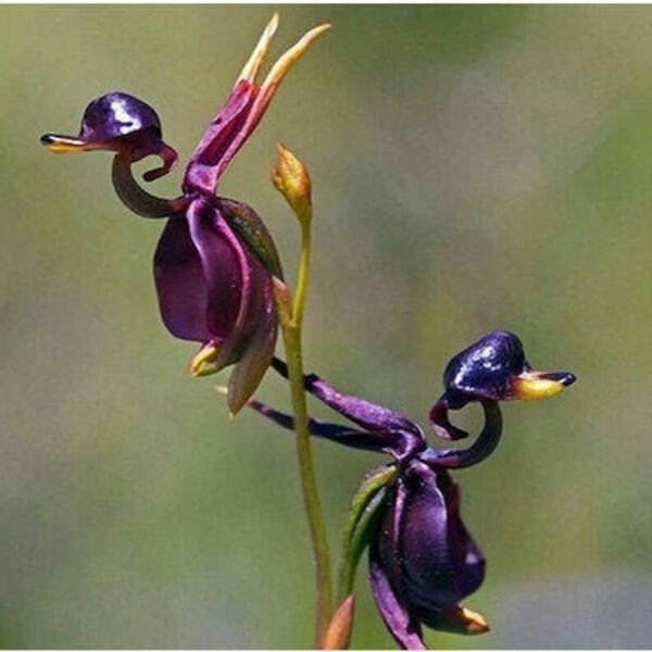 Fresh 25 Seeds Duck Orchid Flowers Rear Odd Plants Garden