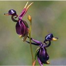 Fresh 25 Seeds Duck Orchid Flowers Rear Odd Plants Garden