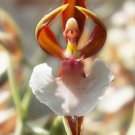 Fresh 25 Seeds Ballerina Orchid Flowers Tiny Dancers Plants Garden
