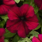 Fresh 200 Seeds Burgundy Petunia Dark Red Flowers Planting Perennial Garden
