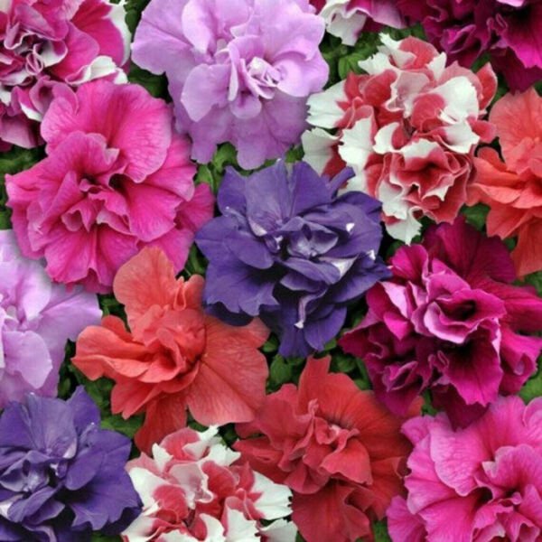 Fresh 200 Double Purple Pink Red & White Petunia Seeds Flowers Perennial Garden
