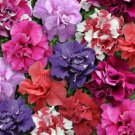 Fresh 200 Double Purple Pink Red & White Petunia Seeds Flowers Perennial Garden