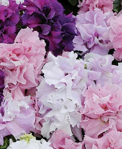 Fresh 200 Seeds Double Purple Pink & White Petunia Flowers Planting Perennial Garden