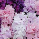 Fresh 200 Seeds Double Purple Pink & White Petunia Flowers Planting Perennial Garden