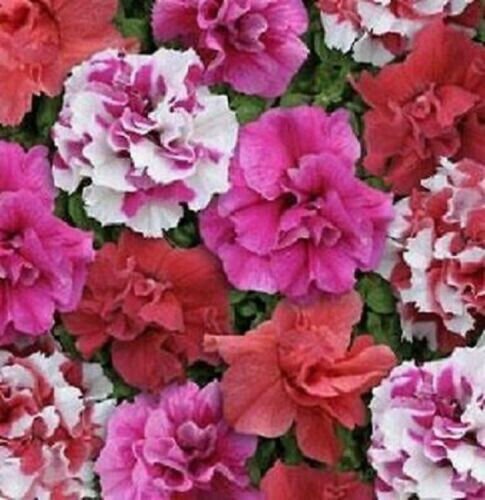 Fresh 200 Double Pink Red & White Mix Petunia Seeds Flowers Planting Perennial Garden