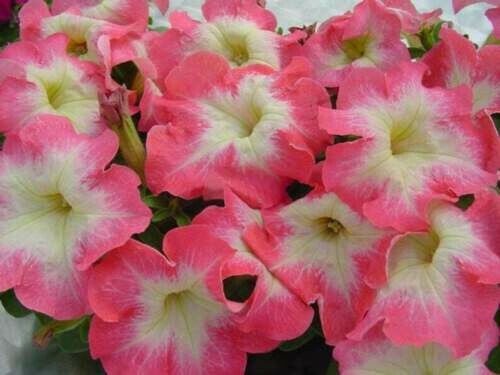 Fresh 200 Seeds Pink & White Petunia Flowers Planting Perennial Garden