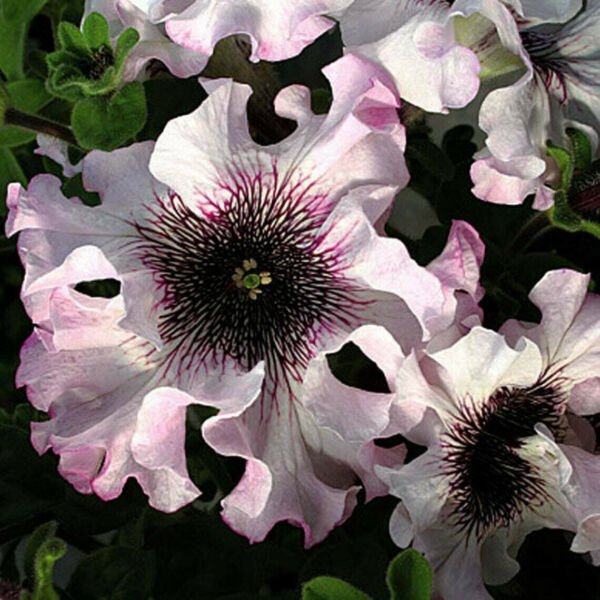 Fresh 200 Seeds Black Pink & White Petunia Flowers Planting Perennial Garden