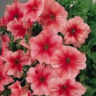 Fresh 200 Seeds Bi Color Pink Petunia Flowers Planting Perennial Garden
