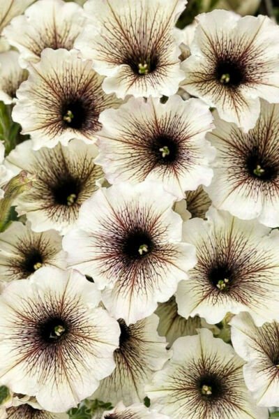 Fresh 200 Seeds White & Black Petunia Flowers Planting Perennial Garden