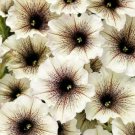 Fresh 200 Seeds White & Black Petunia Flowers Planting Perennial Garden