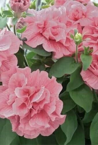 Fresh 200 Seeds Double Light Pink Petunia Flowers Planting Garden