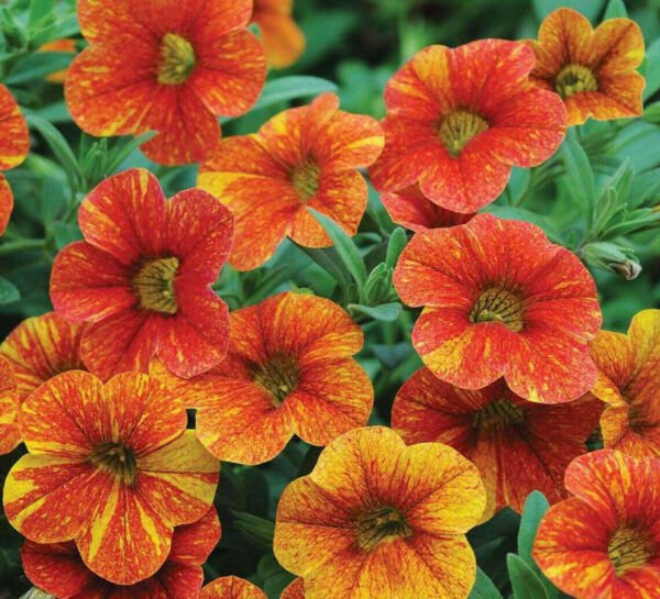 Fresh 200 Seeds Orange Yellow Petunia Flowers Planting Garden