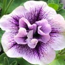 Fresh 200 Double Lavender Petunia Seeds Flowers Planting Purple White Garden