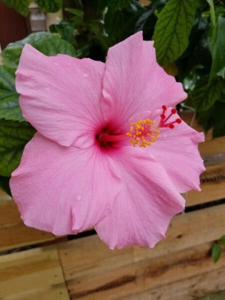 Fresh 25 Seeds Light Pink Hibisc Flower Seeds Plants Planting Garden