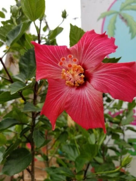 Fresh 25 Bright Pink Hibisc Flower Seeds Plants Planting Garden