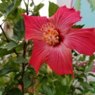 Fresh 25 Bright Pink Hibisc Flower Seeds Plants Planting Garden