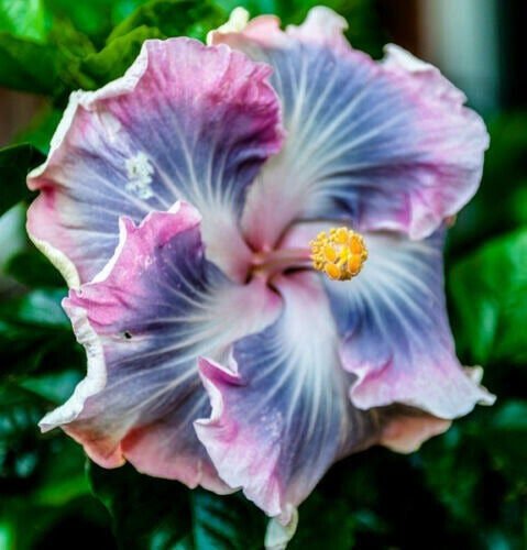 Fresh 25 Pinwheel Blue & Pink Hibisc Flower Seeds Plants Planting Garden