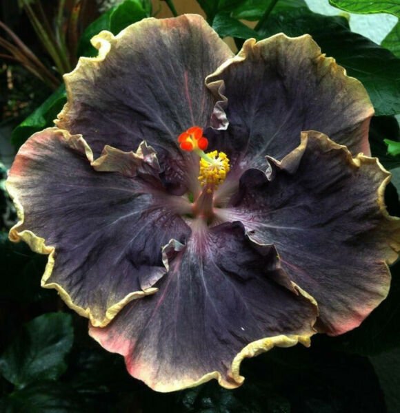 Fresh 25 Seeds Yellow Black Hibisc Flower Plants Planting Garden