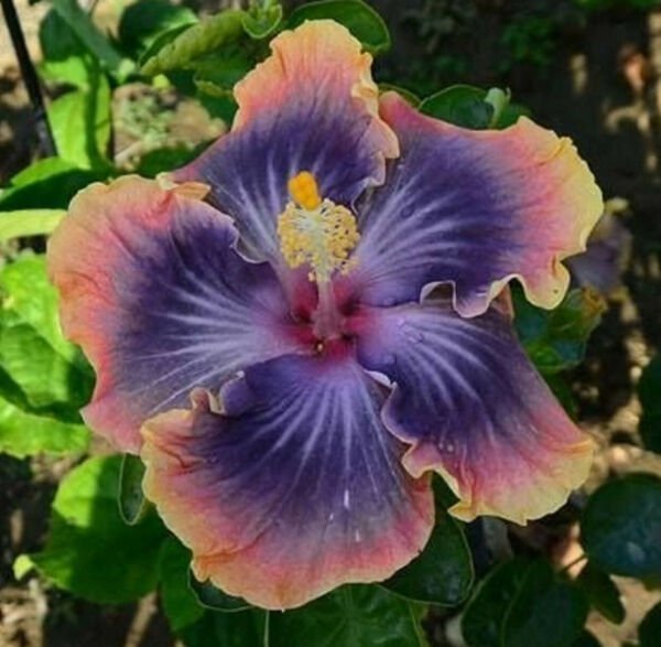 Fresh 25 Seeds Yellow Pink & Purple Hibisc Flower Plants Planting Garden