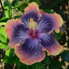 Fresh 25 Seeds Yellow Pink & Purple Hibisc Flower Plants Planting Garden
