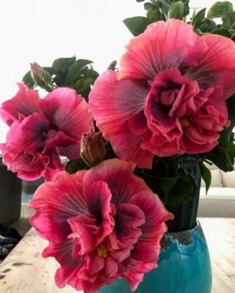 Fresh 25 Double Pink Purple Hibisc Flower Seeds Plants Planting Garden