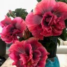 Fresh 25 Double Pink Purple Hibisc Flower Seeds Plants Planting Garden
