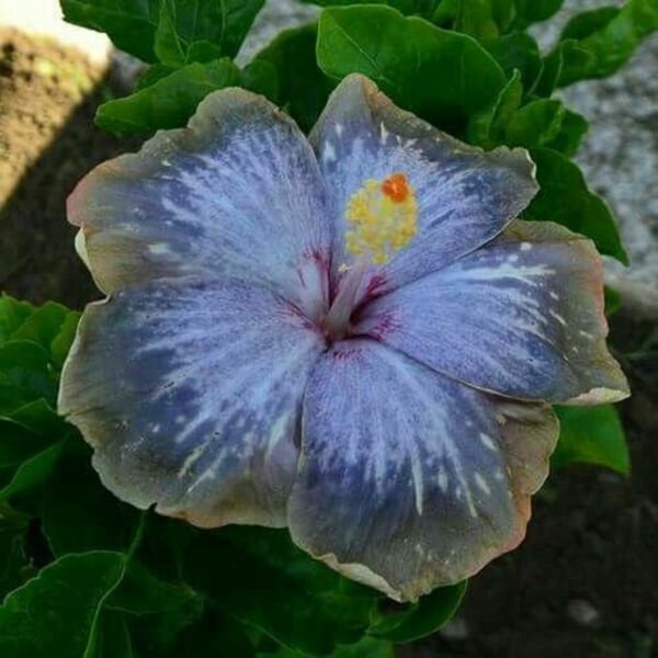 Fresh 25 Seeds Blue & Gray Hibisc Flower Plants Planting Garden