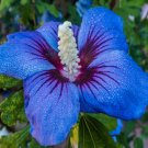 Fresh 25 Seeds Blue Purple Hibisc Flower Seeds Plants Planting Garden