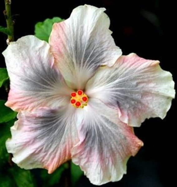 Fresh 25 Seeds Pink Black & White Hibisc Flower Plants Planting Garden