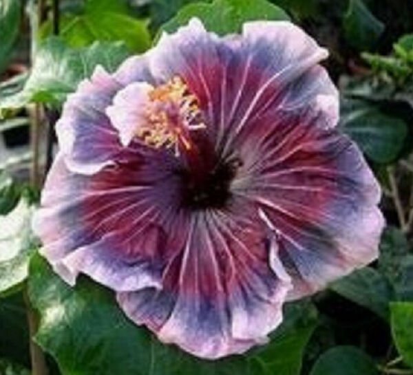 Fresh 25 Seeds Red White & Blue Hibisc Flower Plants Planting Garden