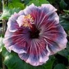 Fresh 25 Seeds Red White & Blue Hibisc Flower Plants Planting Garden