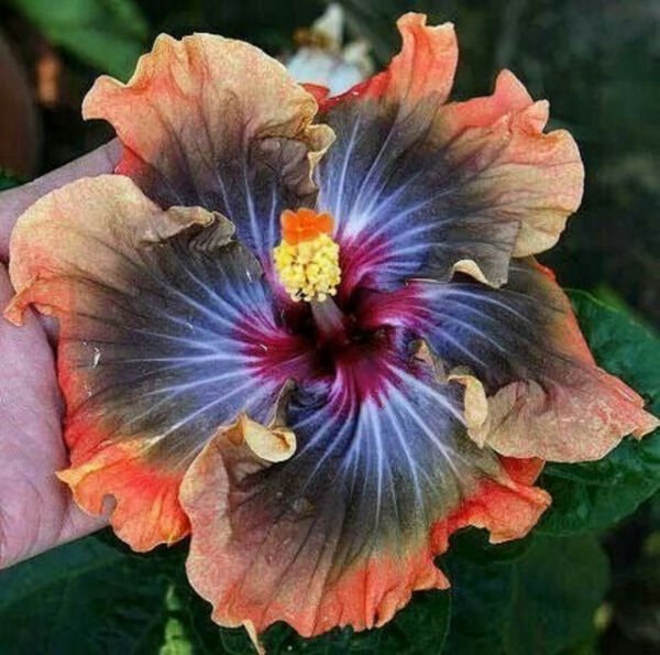 Fresh 25 Seeds Orange Black Hibisc Flowers Plants Planting Garden