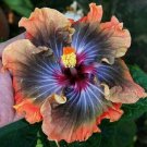 Fresh 25 Seeds Orange Black Hibisc Flowers Plants Planting Garden
