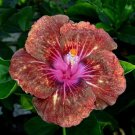 Fresh 25 Seeds Red & Pink Hibisc Flower Seeds Plants Planting Garden