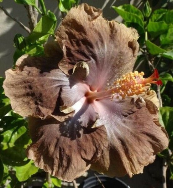 Fresh 25 Seeds Brown Hibisc Flower Seeds Plants Planting Garden