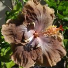 Fresh 25 Seeds Brown Hibisc Flower Seeds Plants Planting Garden