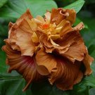 Fresh 25 Seeds Brown Yellow Hibisc Flower Seeds Plants Planting Garden