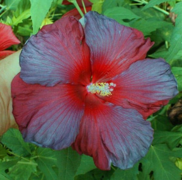 Fresh 25 Fire Red & Blue Hibisc Flower Seeds Plants Planting Garden