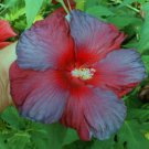 Fresh 25 Fire Red & Blue Hibisc Flower Seeds Plants Planting Garden