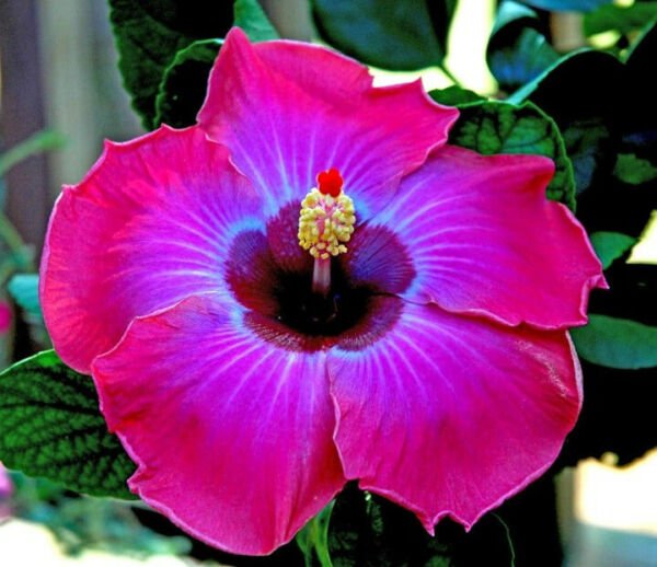 Fresh 25 Seeds Hot Pink Blue Hibisc Flower Seeds Plants Planting Garden