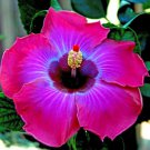 Fresh 25 Seeds Hot Pink Blue Hibisc Flower Seeds Plants Planting Garden
