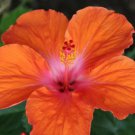 Fresh 25 Seeds Orange Pink Hibisc Flower Plants Planting Garden